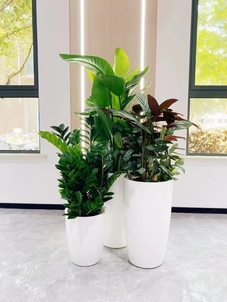 慈溪花木租赁方案，给你意想不到的绿色惊喜！